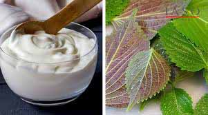 CÁCH TRỊ NÁM BẰNG LÁ TÍA TÔ