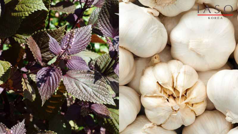 CÁCH TRỊ NÁM BẰNG LÁ TÍA TÔ