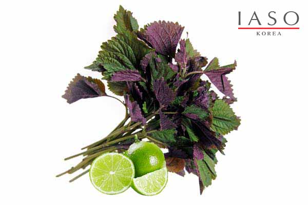 CÁCH TRỊ NÁM BẰNG LÁ TÍA TÔ